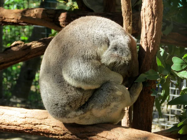 Ours Koala endormi — Photo