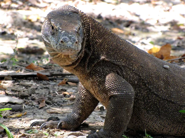 Dragão de Komodo adulto — Fotografia de Stock