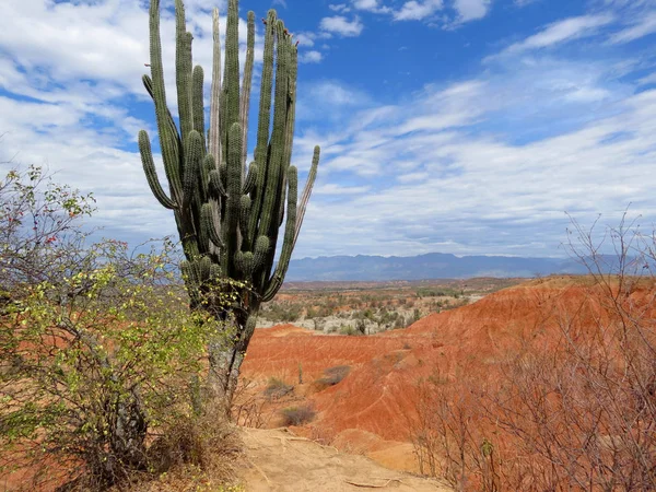 Desierto Tatacoa Kolombiya Yalnız Bir Kaktüs — Stok fotoğraf