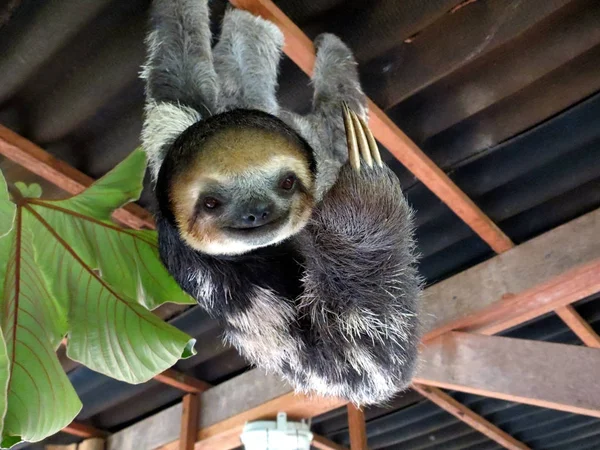 Fransız Guyana 'da üç parmaklı tembelli