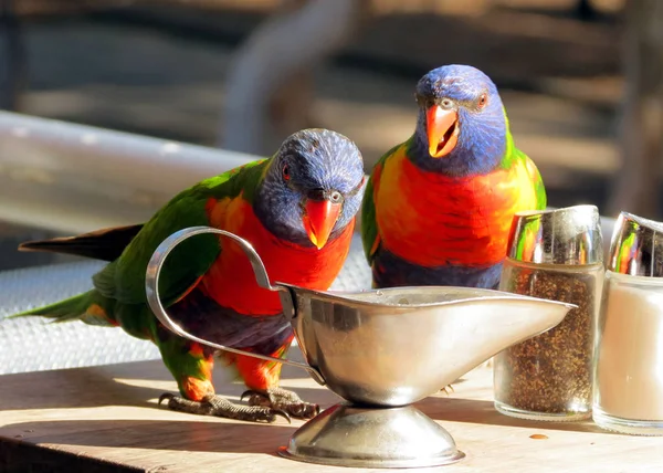 Pair Rainbow Lorikeet Parrots Feasting Restaurant Table Australia — Stock Photo, Image