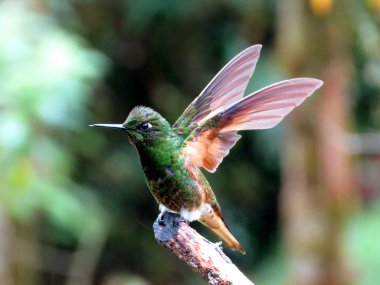 A tiny hummingbird sitting on a tree branch with the wings flapping clipart