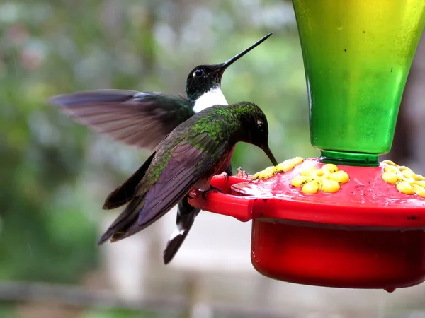 Pequeños Colibríes Bebiendo Agua Bebedor Diseño Especial —  Fotos de Stock