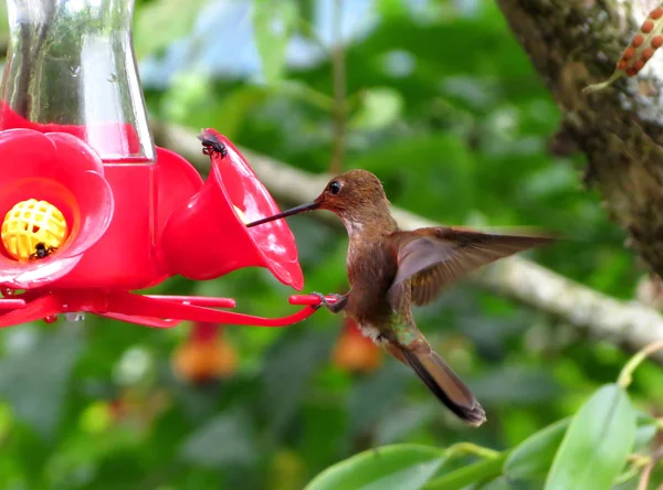 Een Kleine Kolibrie Met Vleugels Klapperen Drinken Atractiepark Van Een Stockafbeelding