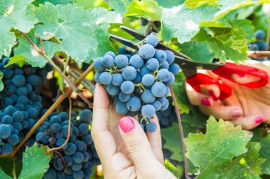 kadın malzeme çekme üzüm şarap hasat sırasında 