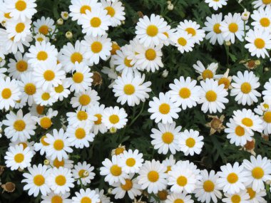 çiçek papatya Çiçek bahçesinde