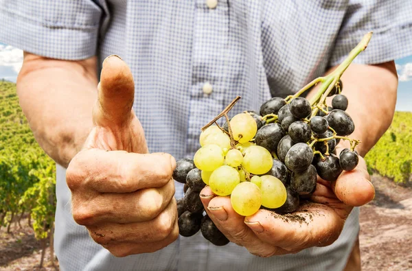 Uvas brancas e pretas nas mãos — Fotografia de Stock