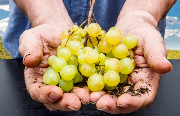 Białych winogron w ręce — Zdjęcie stockowe