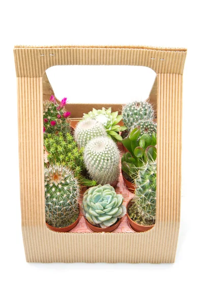 Group of various succulents — Stock Photo, Image