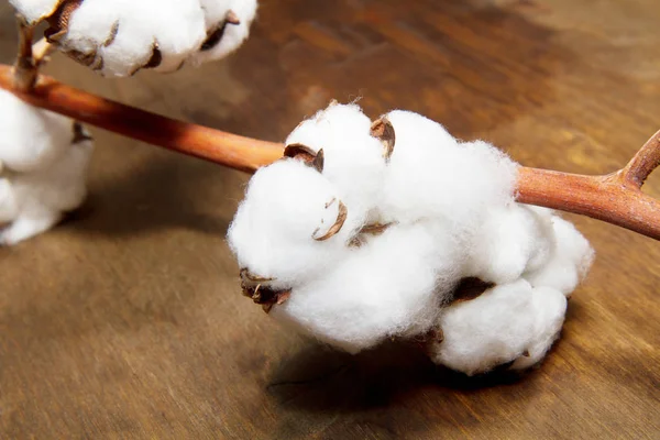 Cotton plant  isolated Royalty Free Stock Photos