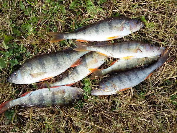 Un grupo de peces perca — Foto de Stock