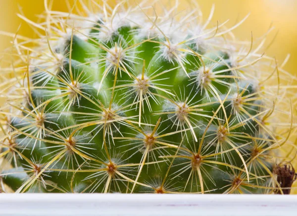 Kaktus w doniczce — Zdjęcie stockowe
