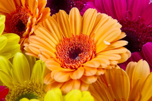 Гербера барвисті квіти — стокове фото