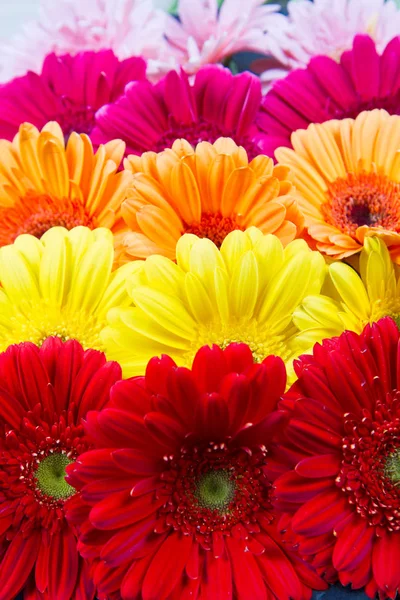 Bunte Gerbera-Blüten — Stockfoto