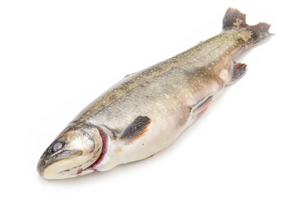 Native brook trout isolated over a white background — Stock Photo, Image