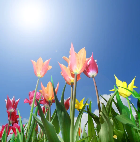 Blossoming tulip field — Stock Photo, Image