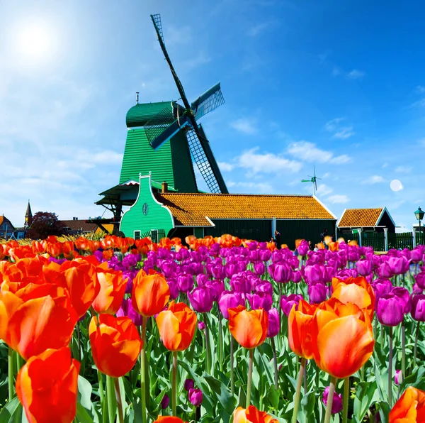 Foto van windmolen in Nederland — Stockfoto