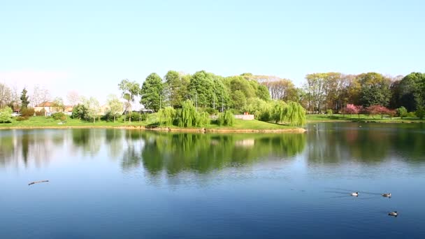 Озеро в городском парке весной — стоковое видео
