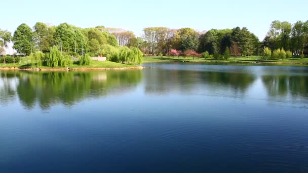 A lake in city Park in spring — Stock Video