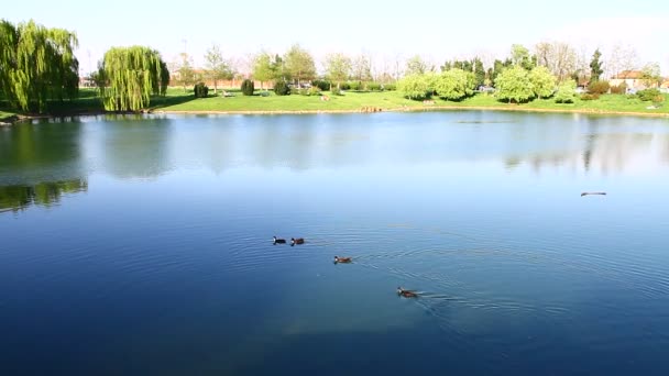 Jezero v city parku na jaře — Stock video