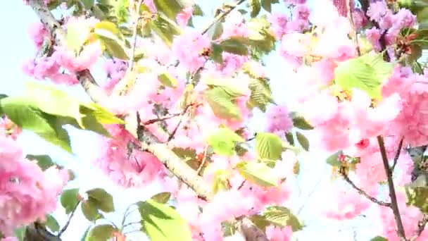 Flor rosa florece en primavera — Vídeos de Stock
