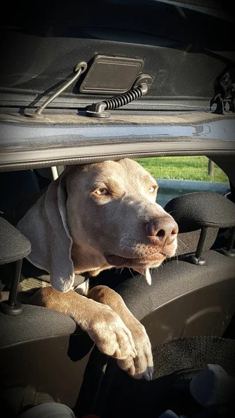 Weimaraner cão dentro do carro — Fotografia de Stock