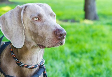 sevimli weimaraner köpek 