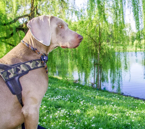 Ładny pies Wyżeł weimarski — Zdjęcie stockowe