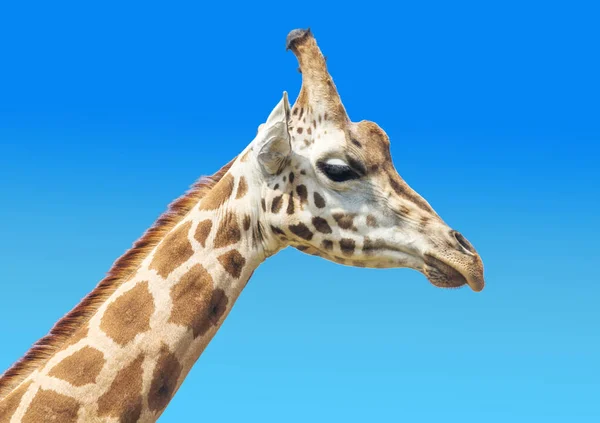 Primo piano del muso della giraffa — Foto Stock