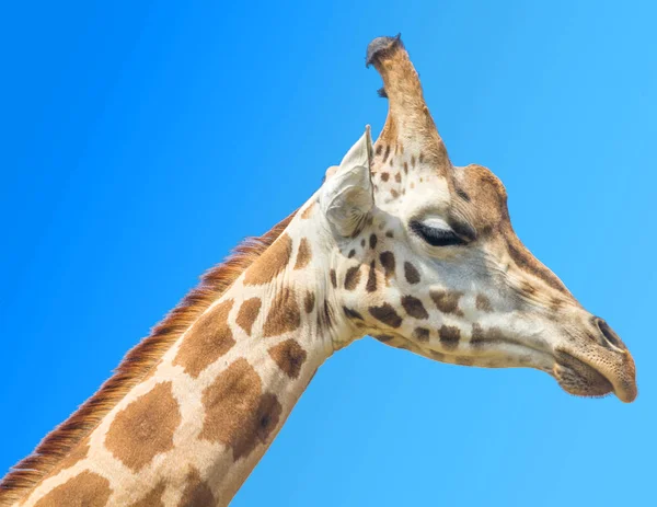 Primo piano del muso della giraffa — Foto Stock