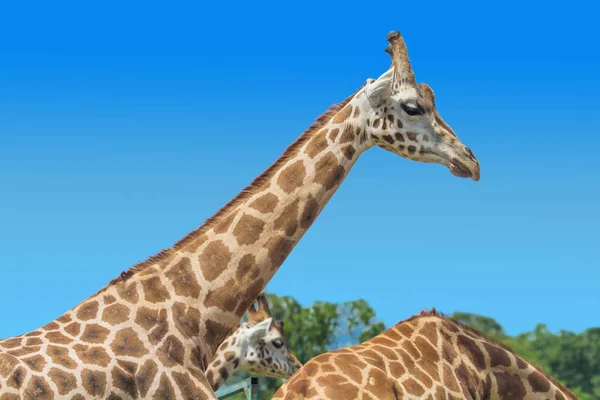 Primo piano del muso della giraffa — Foto Stock