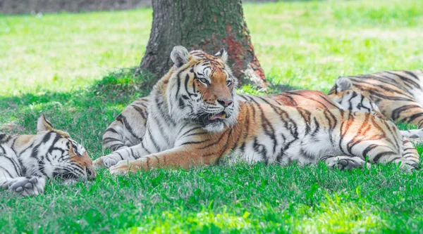 Tiger fekszik a fűben csoportja — Stock Fotó