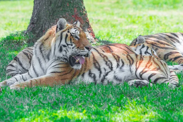 Group of tiger lying in the grass — Stock Photo, Image