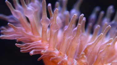 pachycerianthus solitarius