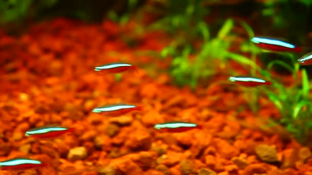 Grupp av neon fiskar simma i ett akvarium — Stockvideo