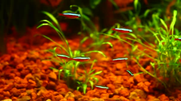 Ομάδα νέον ψάρι κολύμπι σε ένα ενυδρείο — Αρχείο Βίντεο