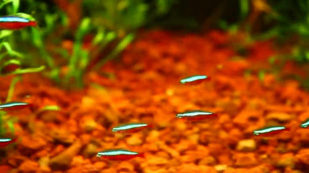 Gruppe von Neonfischen schwimmt in einem Aquarium — Stockvideo
