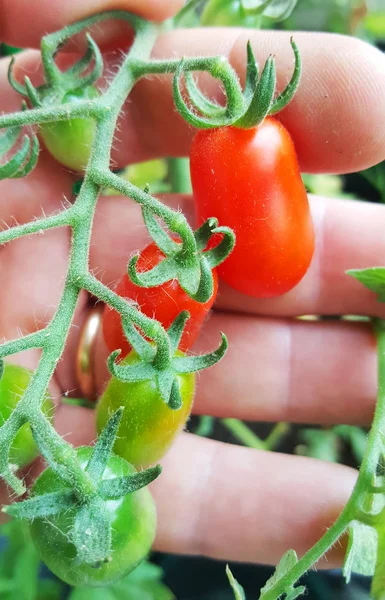 Bewateren van planten van tomaten — Stockfoto