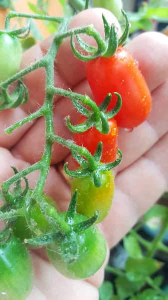 Bewateren van planten van tomaten — Stockfoto