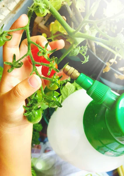 Zalévání rostlin rajčat — Stock fotografie