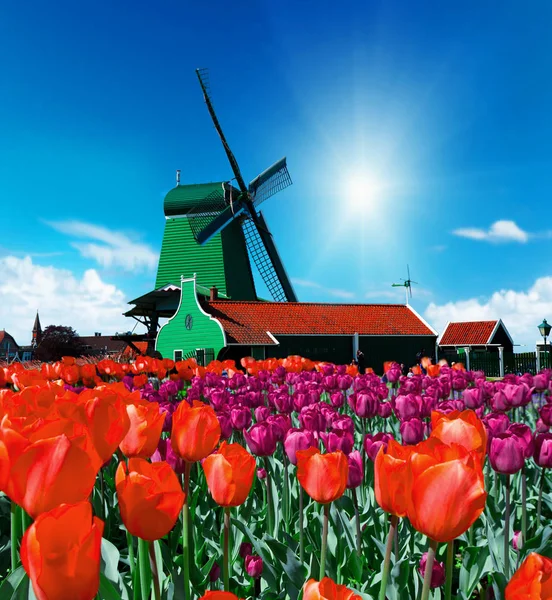 Moulin à vent à Holland — Photo
