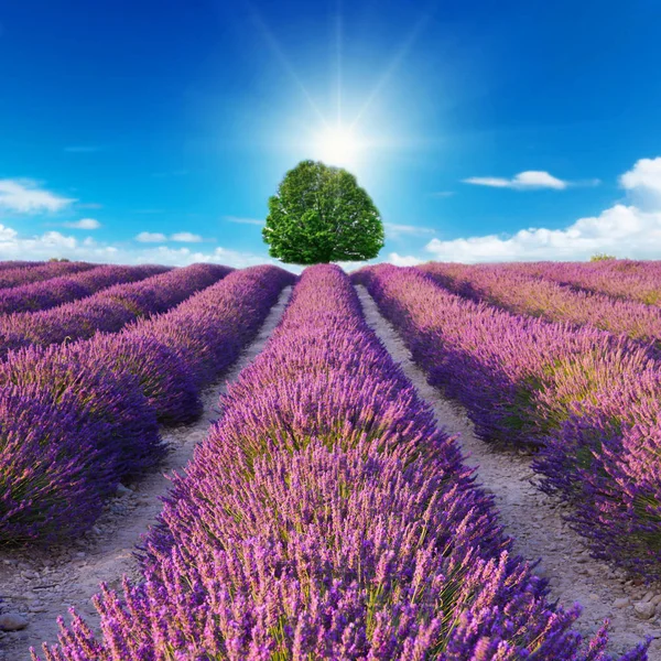 Lavender flower blooming scented fields — Stock Photo, Image