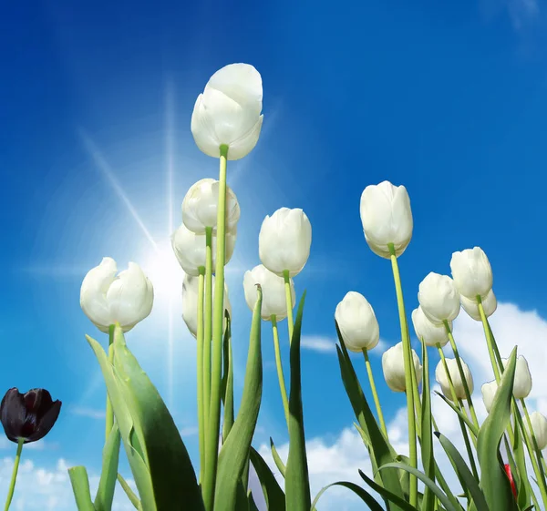 Тюльпанове поле в сонячні дні — стокове фото