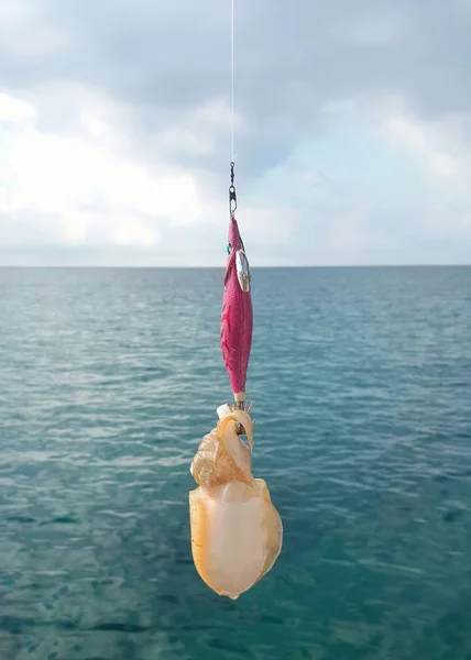Cuttlefish on the fishing rod — Stock Photo, Image