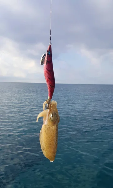 Cuttlefish on the fishing rod — Stock Photo, Image
