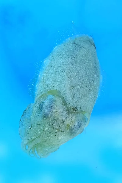 Basket with cuttlefish — Stock Photo, Image