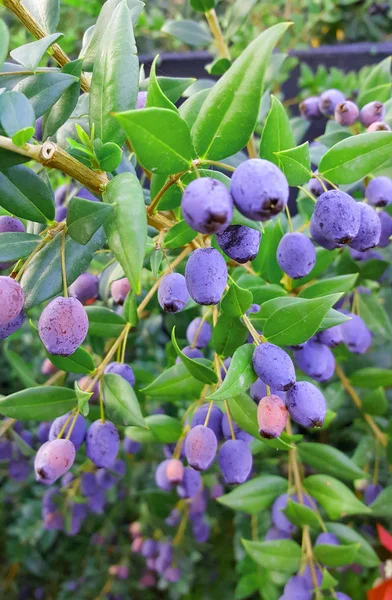 Een mooie boom van myrtle fruit — Stockfoto