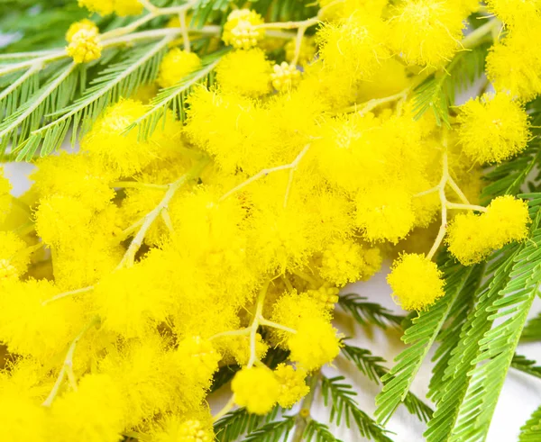 Mimosa, Festa della Donna — Foto Stock