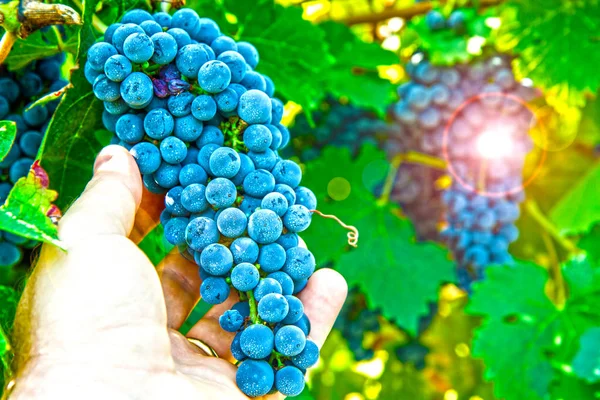 Bunch of black grapes in vineyard — Stock Photo, Image