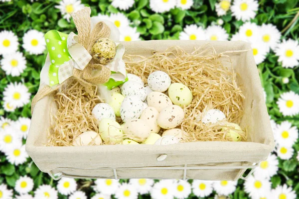 Colorful Easter Eggs Field Grass — Stock Photo, Image